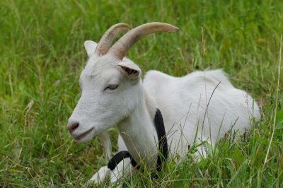 一只山羊重多少千克,大约为25千克