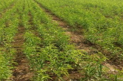 血桃的成熟时间，一般在5-6月份成熟上市