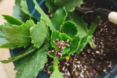 长寿花夏天可以扦插吗，长寿花在夏天可以扦插