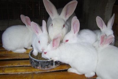 养兔需要具备哪些条件，首先根据数量决定场地大小