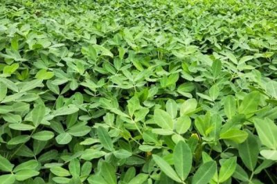 花生亩产量一般能达到多少,产量因品种、土壤等而异