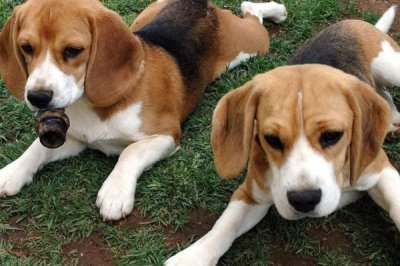 狗狗缺钙如何解决,可饲喂虾、蛋、骨头汤等富含钙元素的食物