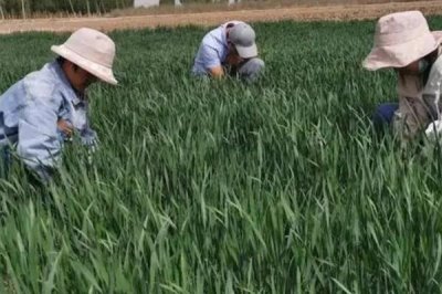 冬小麦如何进行早春管理,3月份要追施拔节肥