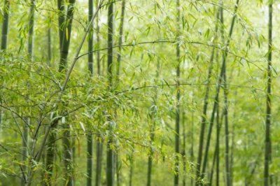 外直中通襟怀若谷是哪种植物，形容的是竹子