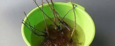 生根水能浇花吗，需要进行稀释才能浇花