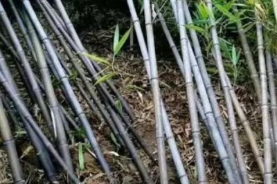 外直中通襟怀若谷是哪种植物，形容的是竹子