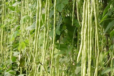 春天几月开始翻地,2月底至3月上旬开始翻地