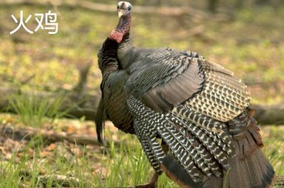 火鸡和普通的鸡的区别,品种、体型和外观均不同