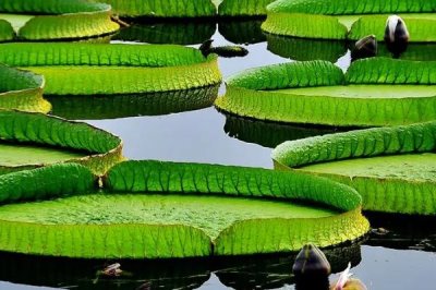 王莲能坐人吗，其叶片非常大能坐人