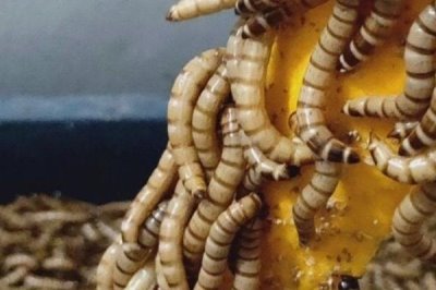 蛋白虫变成甲壳虫怎么饲养,需配备网筛供成虫产卵使用