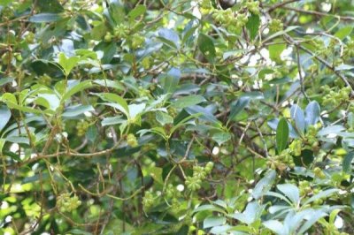 八角树的种植技术,最佳施肥时间为每年的2月和6月