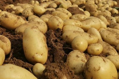 河南秋季何时适合种植土豆,一般为8-9月份