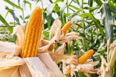 高产的玉米种子品种有哪些,常见的有中科玉505、登海605等