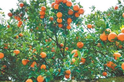 橘子的产地,分布在北纬16-37°之间