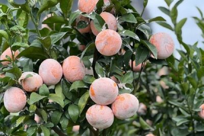 柑橘的主产地,主产于浙江、四川、湖南等省份