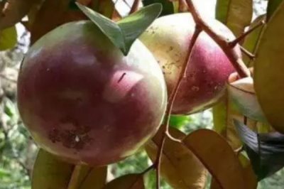 金星果的栽培技术，可用种子、压条、扦插、嫁接等方式繁殖