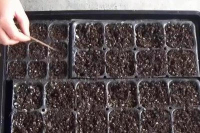 种植黄瓜的技术，发芽期间不宜浇水