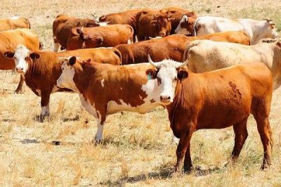 母牛流粘液多久可以配种,通常可在9-24小时内配种