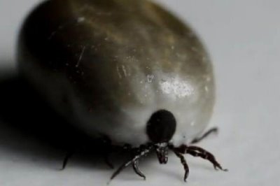 如何彻底消灭牛蜱虫,可在其栖息和越冬场所喷施毒死蜱等药物