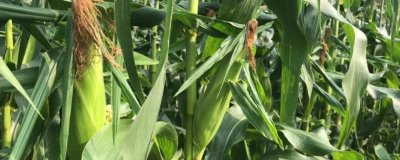 农大982玉米种子简介,防治地下害虫