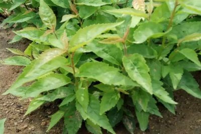 樱桃苗木的价格,因苗龄、产地、品种等条件而异