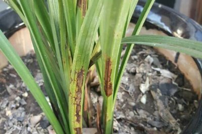 兰花的常见病害及防治方法，常见病害有疫霉病、炭疽病等