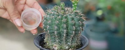 仙人球怎么浇水,根据季节调整浇水频率