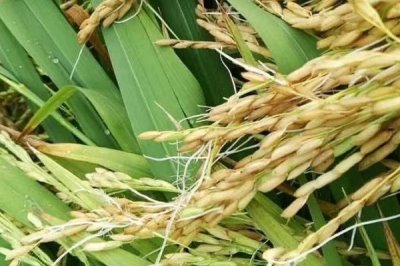 水稻穗发芽原因以及怎么预防，休眠期较短的品种容易出现发芽情况