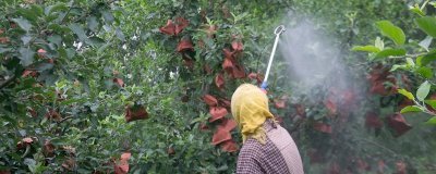 苹果高产园怎么施肥用药，萌芽至开花前第一遍用药