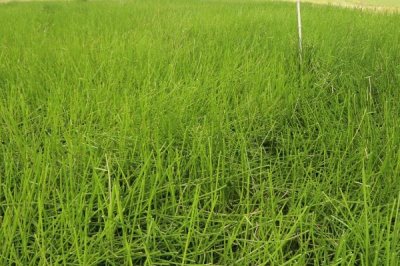 荸荠的施肥技术,一定要施足基肥