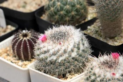 仙人球小球怎么繁殖，可用针刺伤主球的球体