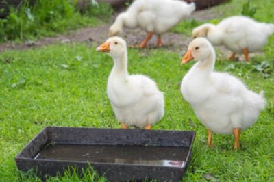 小鹅拉水便的原因,可能是得了白痢病