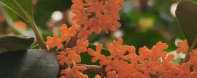 盆栽丹桂的养殖方法,抽梢时可施1-2次氮肥