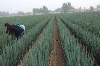 大葱高产施肥方法,播种前可将全部磷肥深施入土