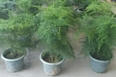 文竹叶片发黄原因及处理方法，养分不足、积水或积肥均会导致