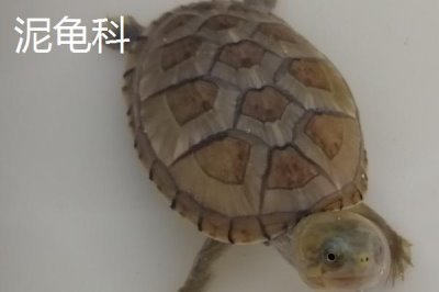 龟的种类,共有这12科