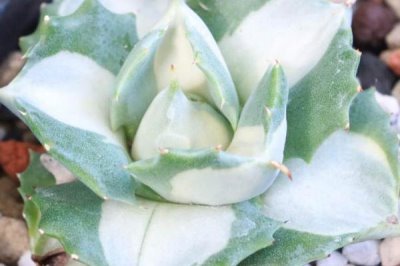 怎么养多肉雷神，冬季要停止施肥