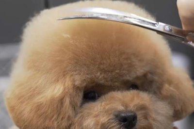 剪毛对狗狗有哪些危害,会引发各种皮肤疾病和自卑心理