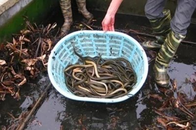 养殖黄鳝的误区，容易出现种苗选购不当、饲料选取不当等问题