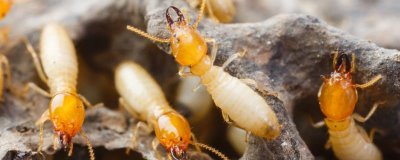 白蚁要如何消灭，最好请白蚁防治专业机构的技术人员上门治理