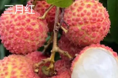 灵山荔枝品种,三月红的成熟时间最早