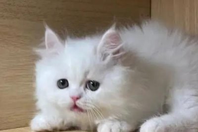 猫为什么会得湿疹,接触过敏性物质、过分舔毛等均会导致