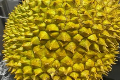 哪个品种的榴莲价格最高最贵,最贵的榴莲是猫山王