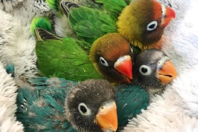 养殖鹦鹉要办理哪些手续,有动物防疫合格证、工商营业执照等