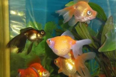 金鱼为什么总是死亡，水质差、密度大、过量喂食均会导致