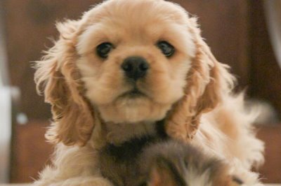 怎样预防猫犬低血糖，要定期检查、驱虫和喂食等