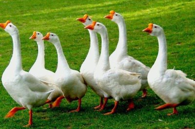 产蛋鹅的饲养管理技术，小型鹅开产时间为150-180天