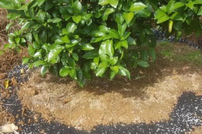 柑桔如何施肥,不同生长阶段的柑桔施肥方法不同