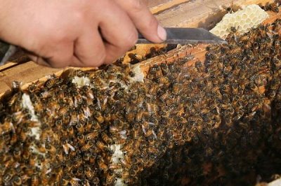 养殖蜜蜂的好处，具有投资小、效益高、管理简单等优点