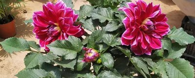 冬季怎么养护大丽花，冬季必须将它搬入室内进行保暖